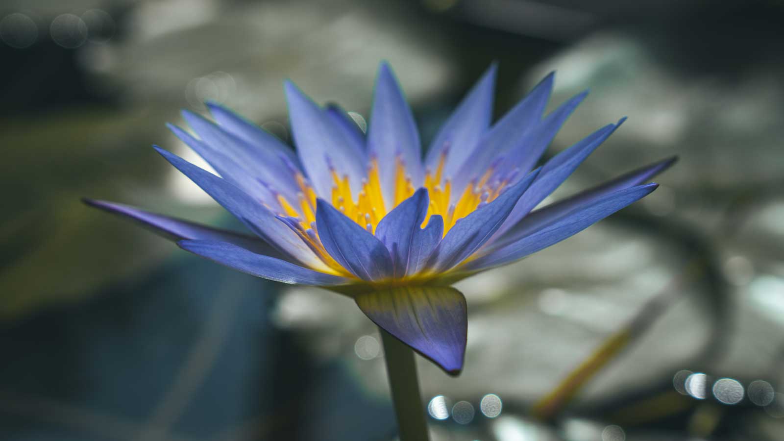 Une fleur de lotus bleu